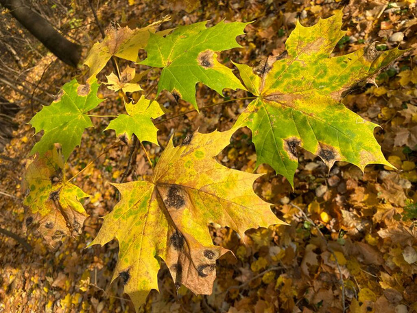 A closeup shot of the fallen maple leaf in the autumn - Фото, изображение