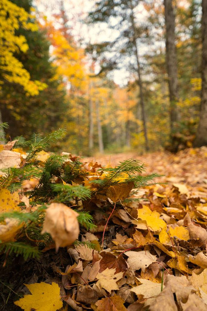 A vertical closeup shot of fallen leaves in the forest in autumn - Foto, immagini