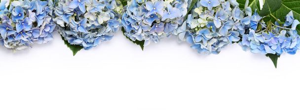 Border of blue hydrangea flowers close up - 写真・画像