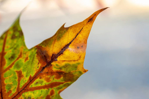 A shallow focus of an old leaf with blur background - Fotó, kép