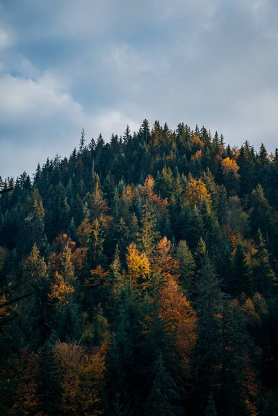 A vertical shot of a forested hill on a cloudy weather - Foto, imagen