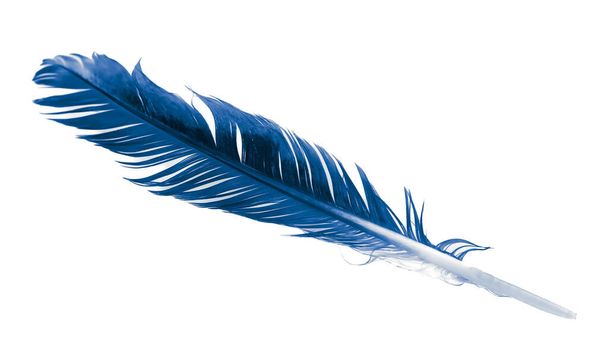 a blue feather on a white isolated background - Photo, image