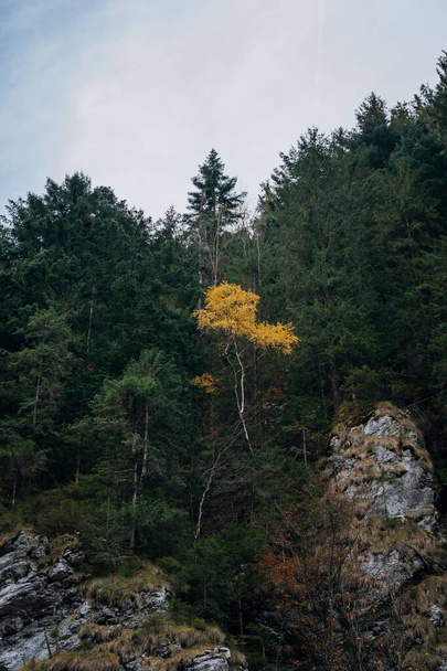 A vertical closeup shot of an isolated yellow tree on a hill surrounded by green trees - Fotoğraf, Görsel