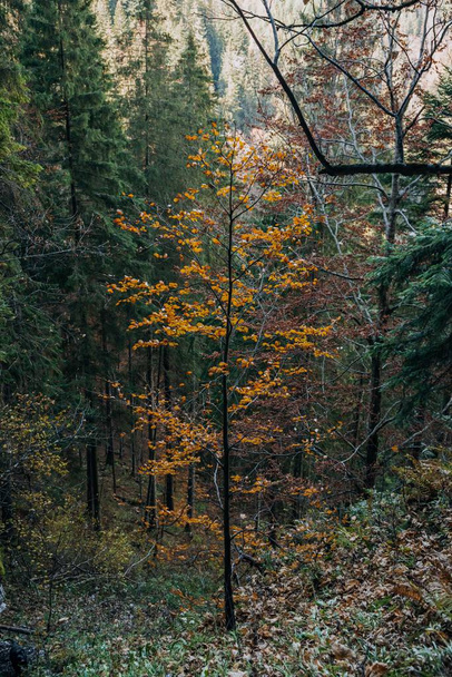 A vertical shot of a tree in a forest in autumn - Фото, изображение