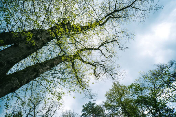 A low-angle shot of trees growing in a forest - Foto, Imagen