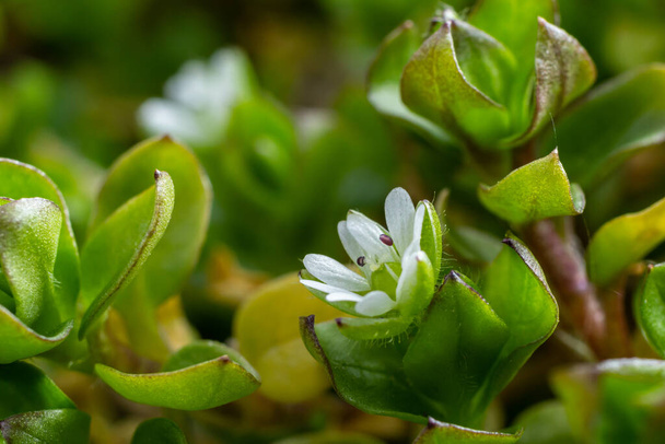 Au printemps, Stellaria media pousse dans la nature. Plante herbacée qui pousse souvent dans les jardins comme mauvaise herbe. Petites fleurs blanches sur des tiges vert charnu. - Photo, image