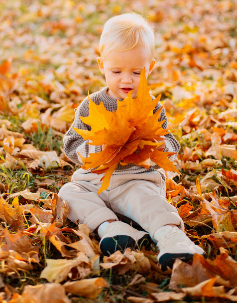 Adorable little baby girl sitting on the ground in park and playing with autumn leaves on a bright fall day. The season outside with fall activities, searching for fall colors. Late parenthood - 写真・画像