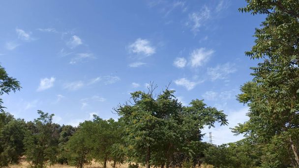 スペインの背の高い松の森｜Casa de Campo - 写真・画像