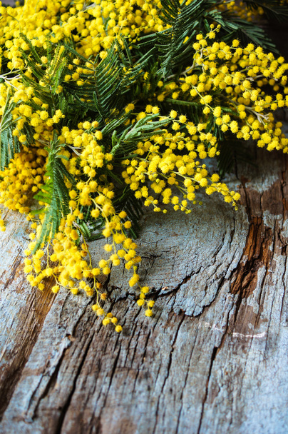 jarní čas, žluté mimózy květiny - Fotografie, Obrázek