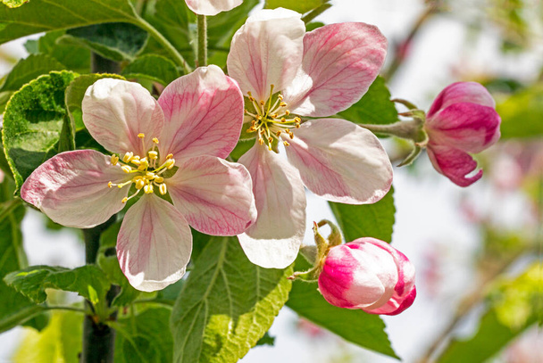 kvetoucí růžové květy jabloně na modrém pozadí. zahrada - Fotografie, Obrázek