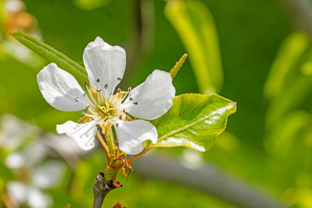 floreciendo flor de pera en un árbol joven. enfermedades del jardín y plagas de árboles frutales - Foto, imagen