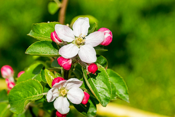 floreciendo flor de manzana en un árbol joven. enfermedades del jardín y plagas de árboles frutales - Foto, imagen