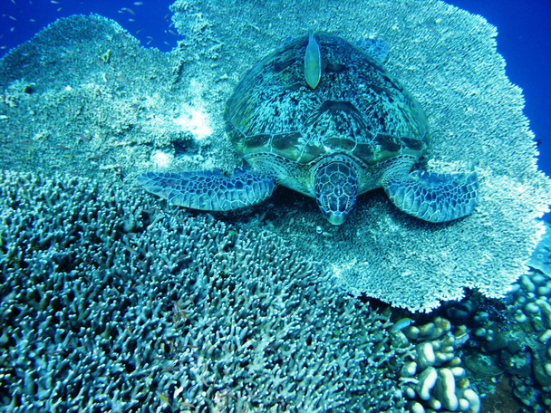 zeeschildpad - Foto, afbeelding