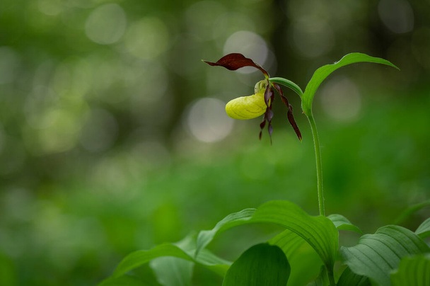 Çok nadir ve nesli tükenmekte olan güzel bir orkide. Çek Cumhuriyeti, Moravya 'da yeşil bir geçmişi olan yaprak döken bir ormanın ortasında kaygan bir orkide çiçeği. - Fotoğraf, Görsel