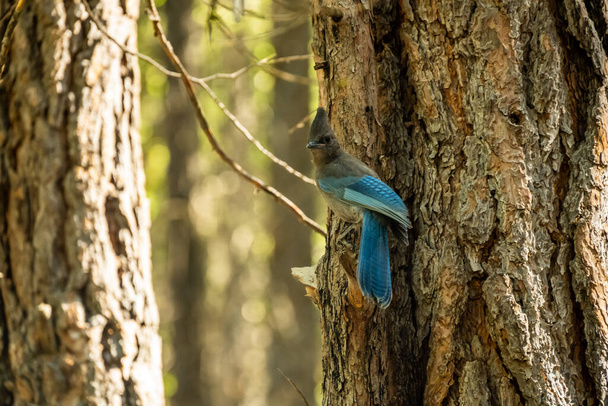 Stellars Jay Perched On Pine Tree Looks Toward Camera in forest of Kings Canyon - Valokuva, kuva