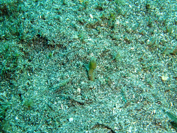 Anguila bajo el agua
 - Foto, Imagen