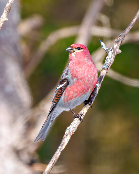 Grosbeak male perched on a branch with blur forest background in its environment and habitat surrounding and displaying red colour feather plumage. Pine Grosbeak Picture. - Φωτογραφία, εικόνα