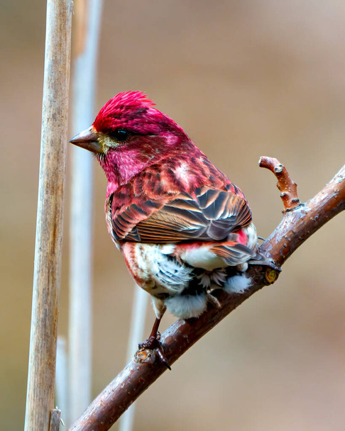 Finch male close-up rear view, perched on a branch displaying red colour plumage with a blur background in its environment and habitat surrounding. Purple Finch Picture. - Fotografie, Obrázek