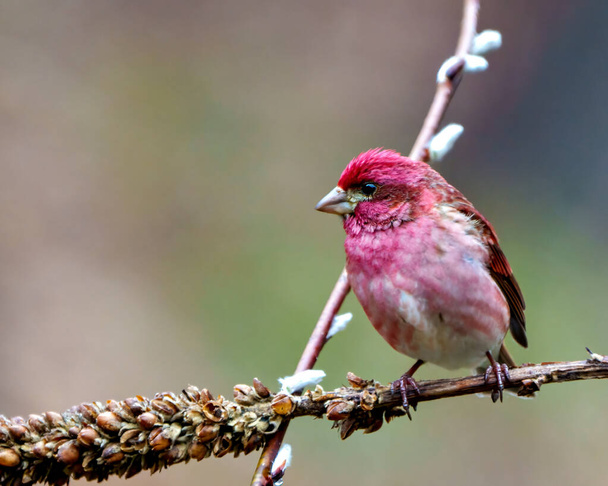 Finch male close-up side view, perched on a branch displaying red colour plumage with a blur coloured background in its environment and habitat surrounding. Purple Finch Picture - Фото, изображение