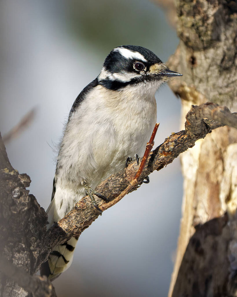 Pic femelle sur une branche avec un fond flou dans son environnement et son habitat entourant le plumage de plumes blanches et noires. - Photo, image