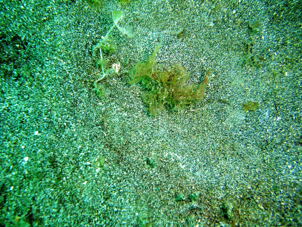Scorpionfish - Photo, Image