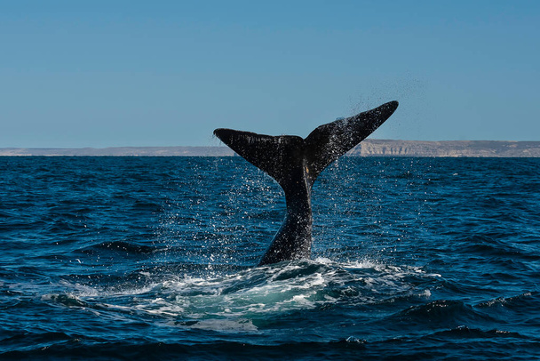 Cola de ballena franca Sohutern lobtailing, especies en peligro de extinción, Patagonia, Argentina - Foto, Imagen