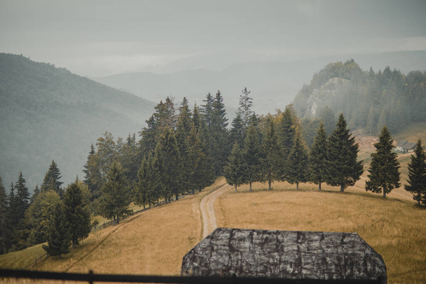 Uma clareira nas montanhas com um conjunto de pinheiros em um dia após a chuva. - Foto, Imagem
