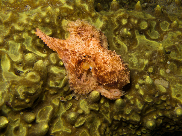 Octopus vulgaris na houbovité skále - Fotografie, Obrázek