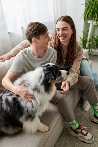 High angle view of young smiling lgbt couple in casual clothes talking while spending time near furry Australian shepherd dog sitting on couch in living room at home  - Фото, изображение