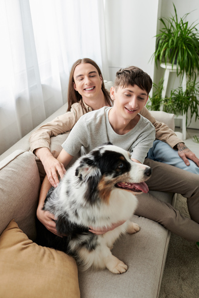 Carefree young homosexual couple looking at furry Australian shepherd dog while spending time on couch near blurred plants  in modern living room at home  - 写真・画像