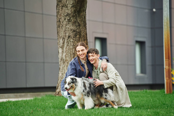 happy lgbt couple hugging and sitting on green lawn near Australian shepherd dog while walking out together and smiling near tree and modern building on blurred background on street  - Photo, Image