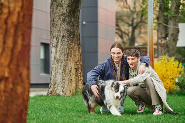 happy gay couple hugging and sitting on green grass while cuddling Australian shepherd dog and smiling near tree and modern building on blurred background on street  - Photo, image