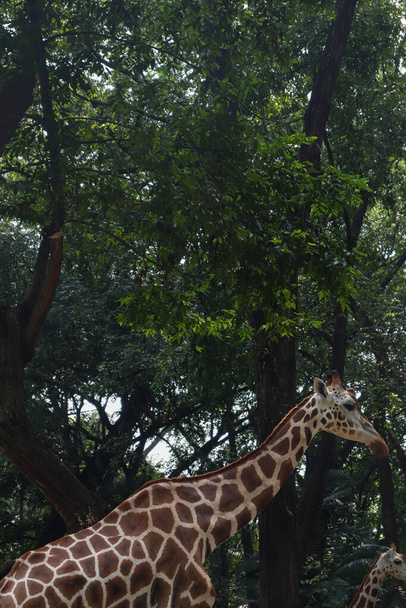 Un lungo collo di giraffa con alberi e natura sullo sfondo - Foto, immagini