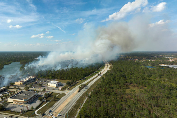 Dziki pożar silnie płonie podczas suchej zimy w North Port City na Florydzie. Gęsty dym rośnie nad domami na przedmieściach.. - Zdjęcie, obraz