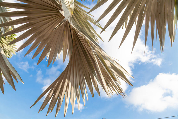 Stříbrná Bismarckia je ušlechtilý monotypní rod z rodiny Palm s hnědým ovocem a bílými listy, přivezený z Madagaskaru. - Fotografie, Obrázek