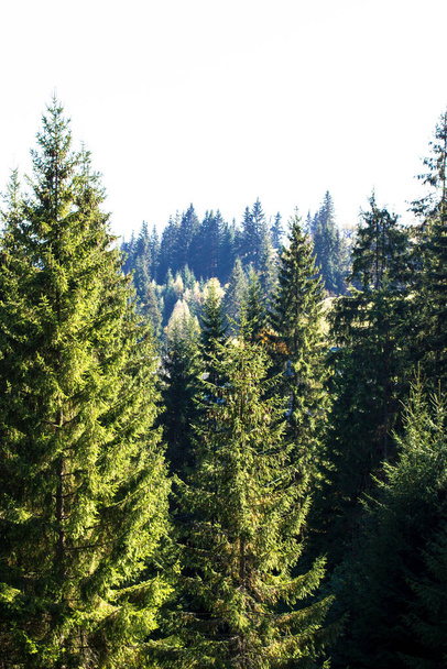 Πράσινο κωνοφόρο δάσος την άνοιξη, καλοκαίρι. Σπρους δέντρα βαθιά σε ένα σκοτεινό δάσος στο πρωινό φως. Πλούσια βλάστηση στο εθνικό πάρκο. Άγρια φύση τοπίο φόντο χωρίς τους ανθρώπους. Σκιώδεις θάμνοι. - Φωτογραφία, εικόνα