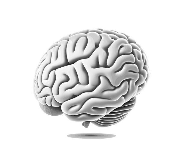 Gray brain. Vector illustration desing. - Vector, Image