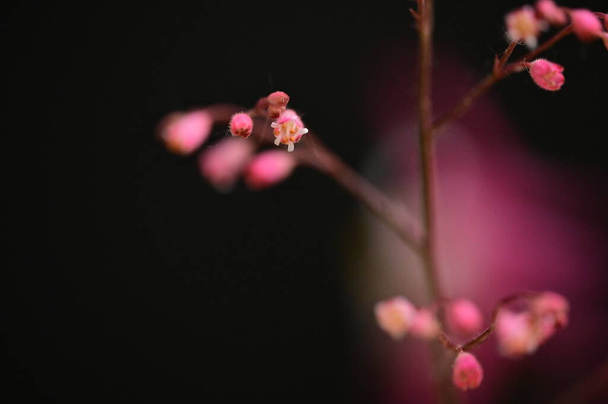 bela flor crescendo no jardim na primavera  - Foto, Imagem