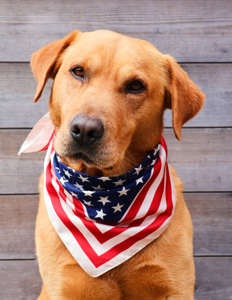 Labrador retriever cão com cachecol americano. Conceito de feriado americano: dia comemorativo, dia da independência, dia patriota, ... - Foto, Imagem