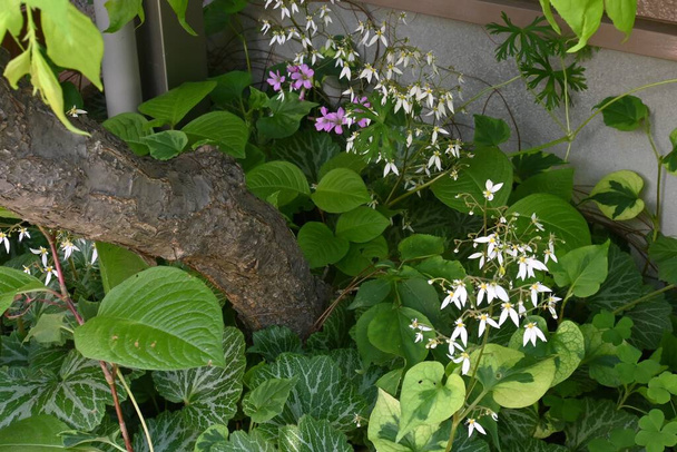 Λουλουδάκια από φράουλα. Είναι ένα Saxifragaceae και ανθίζει λευκά άνθη με πέντε πέταλα, τα δύο κάτω από τα οποία είναι μεγάλα, στις αρχές του καλοκαιριού. - Φωτογραφία, εικόνα