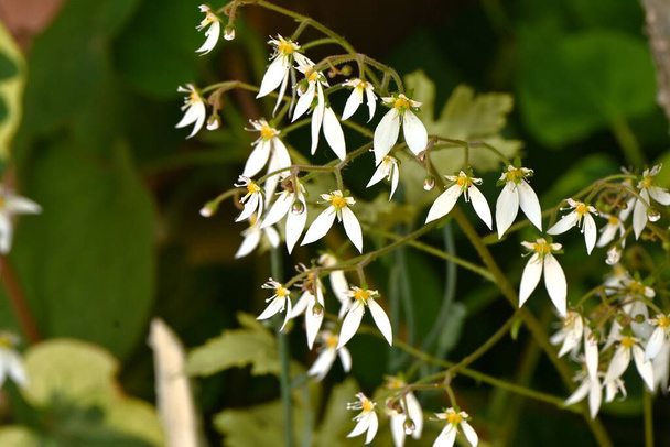 Strawberry saxifrage flowers. It is a Saxifragaceae and blooms white flowers with five petals, the lower two of which are large, in early summer. - Photo, Image