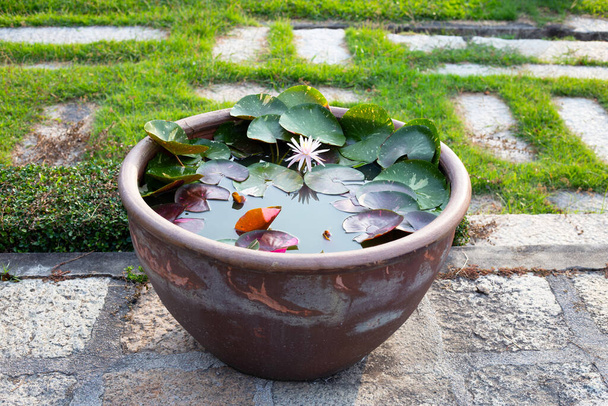 Beautiful water lily. Lotus flower pot - Photo, Image