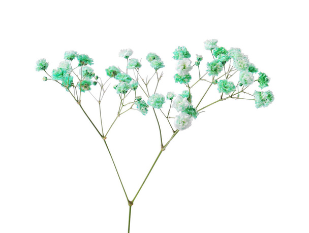 Beautiful color gypsophila twig isolated on white - Valokuva, kuva