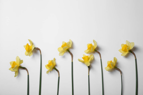 Beautiful yellow daffodils on white background, flat lay - Foto, imagen