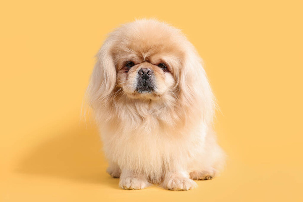 Cute dog on yellow background - Photo, image