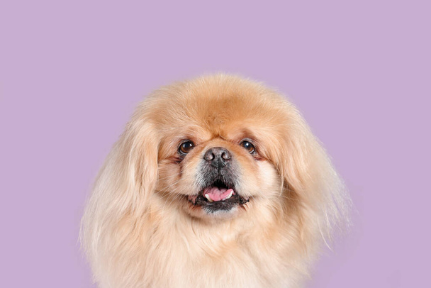 Aranyos kutya orgona háttér - Fotó, kép