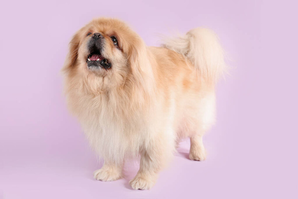 Cão bonito no fundo lilás - Foto, Imagem