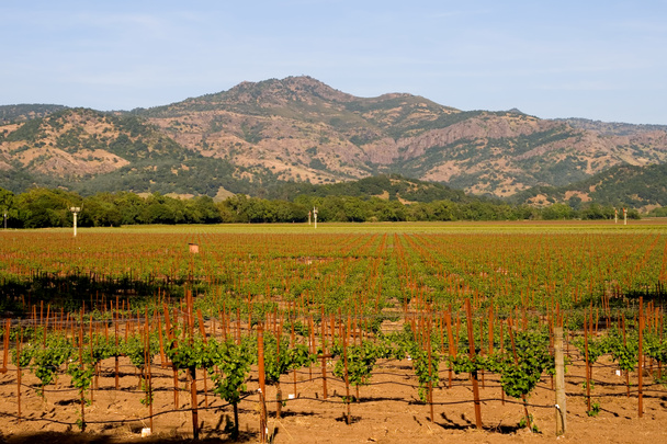 Виноградник долины Напа на закате
 - Фото, изображение