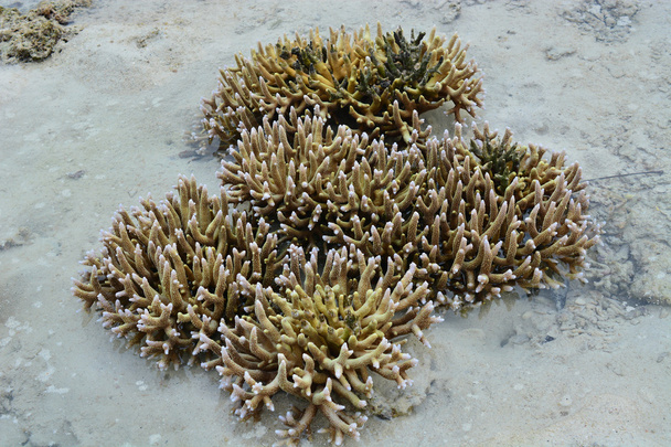 Corals - Photo, Image