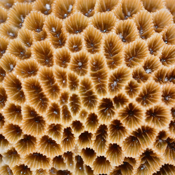 coral Texture - Foto, Imagen